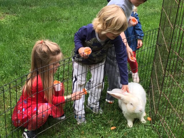 Petting zoo 5